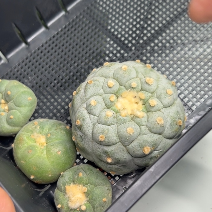 419 无根 仙人球的故事是