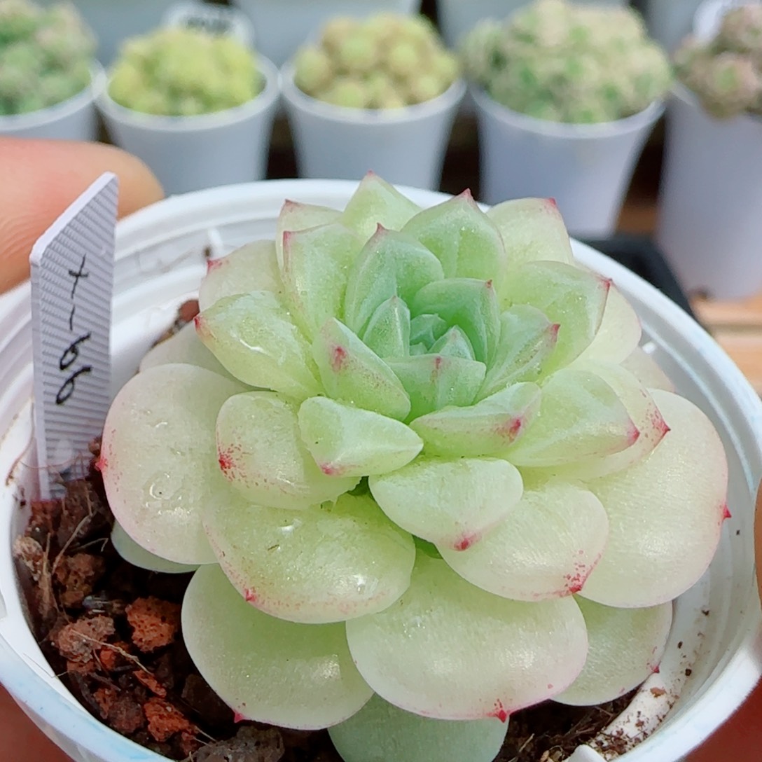 【闪购商品】0414-113（xx-66）