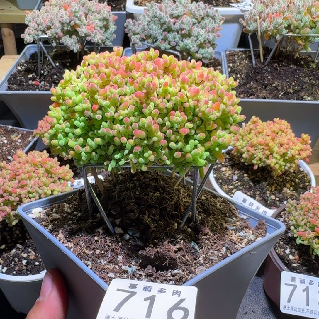 枝干番杏金桔糖球716