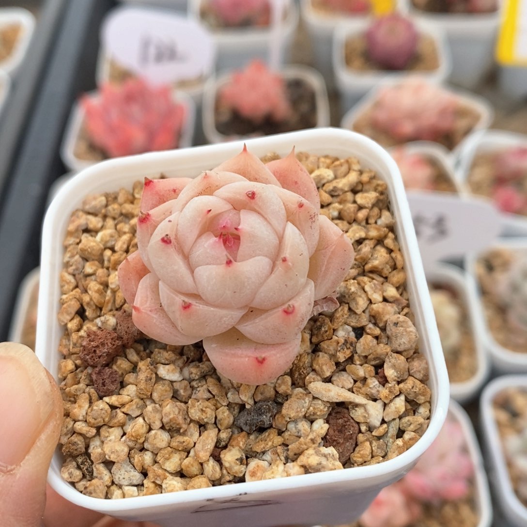 精品多肉一物一拍不包整235