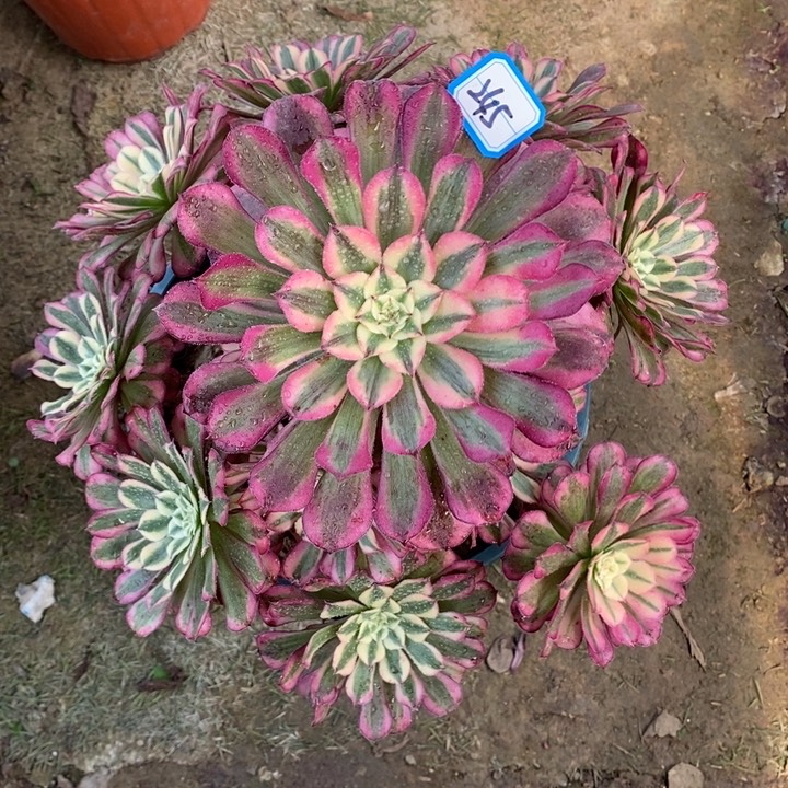 245红铜超白锦多肉