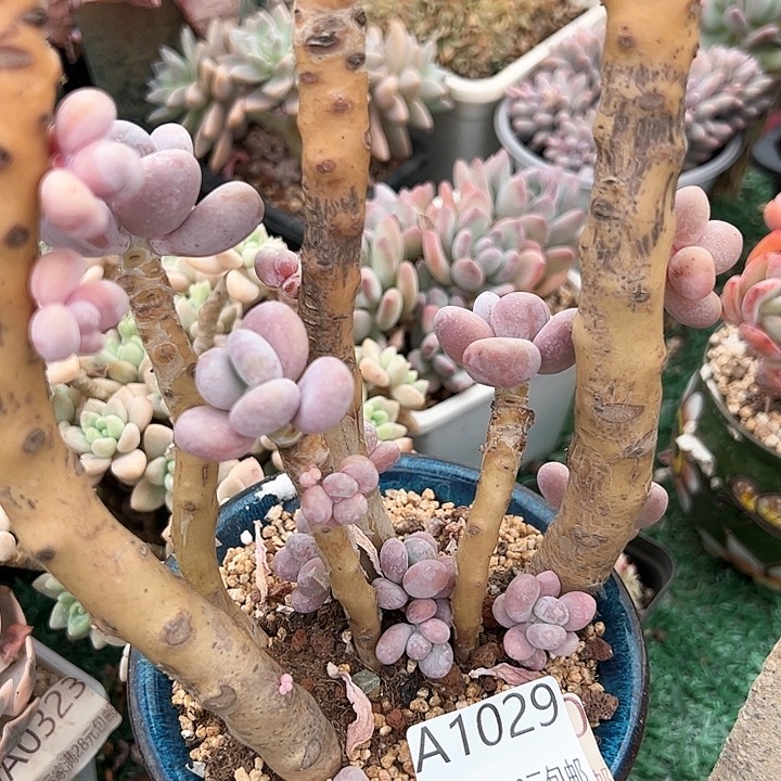 幸运的是我的朋友们都