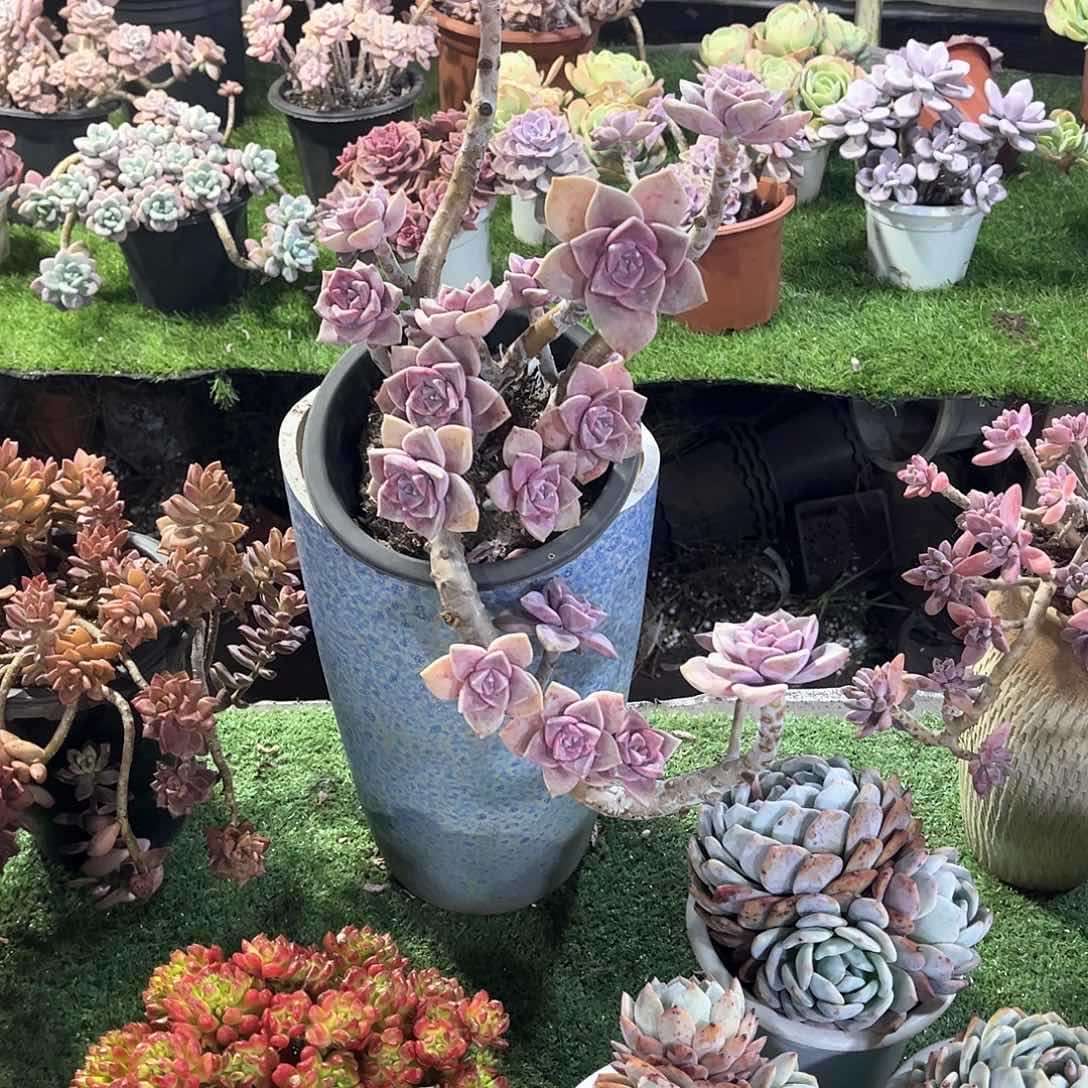 上***?紫了多肉植物保护37