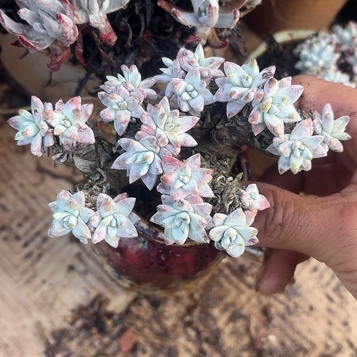 仙女杯多肉植物提取