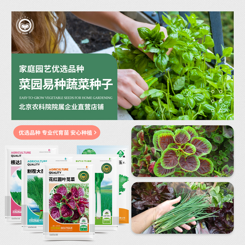 农科院蔬菜种子香菜小葱韭菜鸡毛菜芝麻菜紫苏茴香芥菜阳台种菜籽