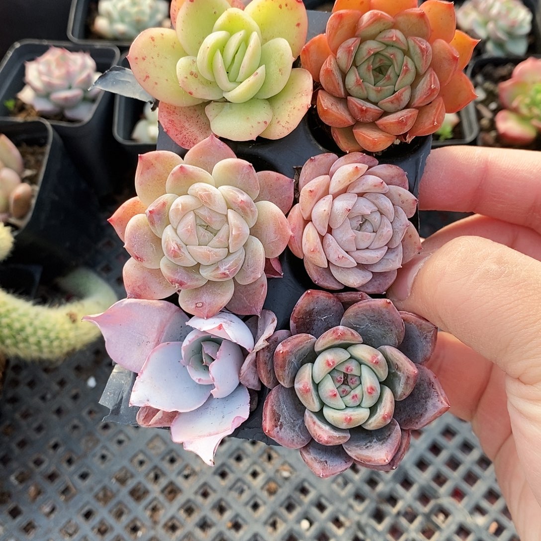 精品六颗包邮非偏远