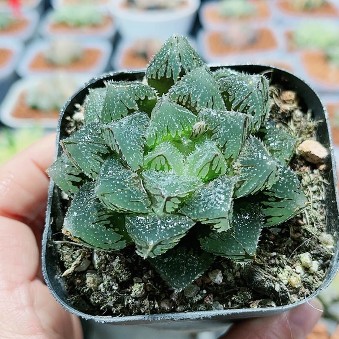 【闪购商品】魔刺玉露