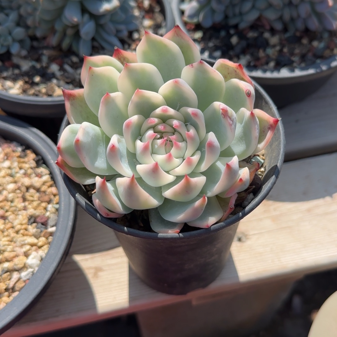 吉娃娃锦五十包邮老桩