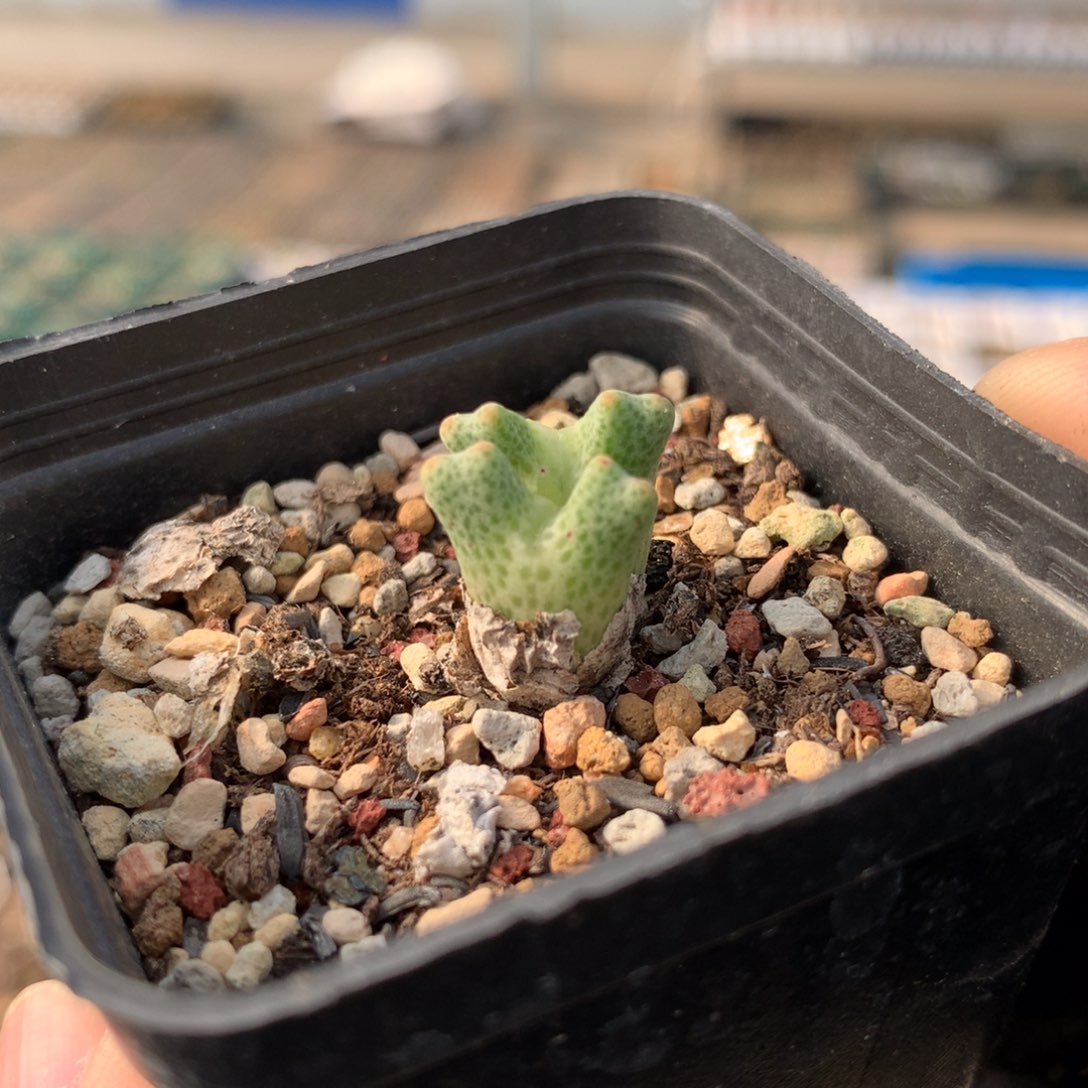 a427鹿角斑马母本