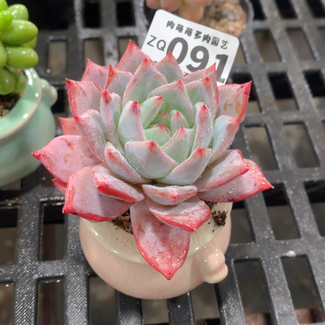 肉萌萌拇指盆精控多肉ZQ091