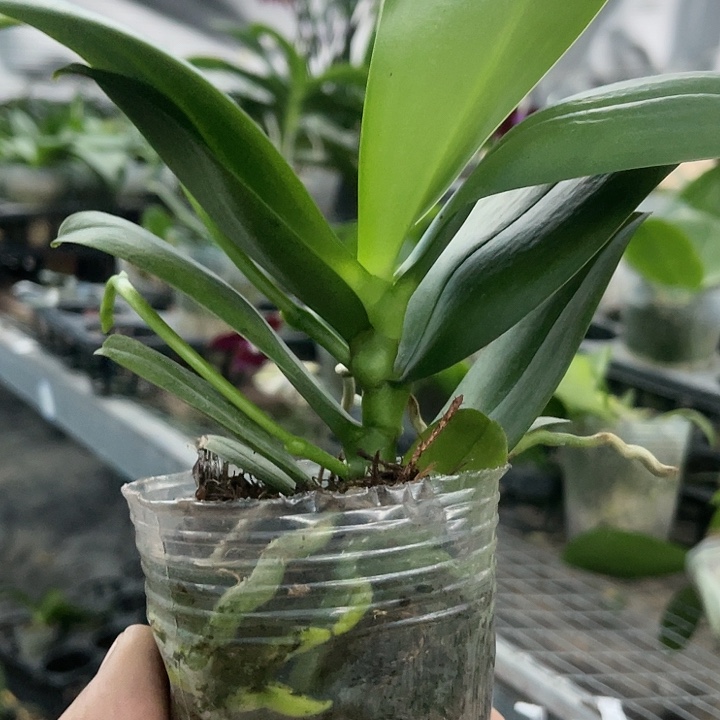 当前无花栽培后可以开花金边樱桃番茄