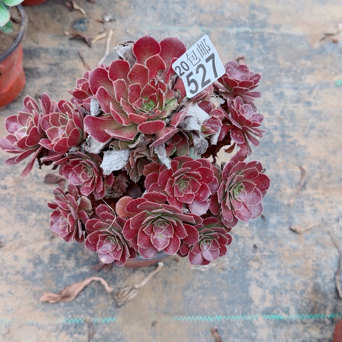 红玫瑰527满20包邮断枝不包