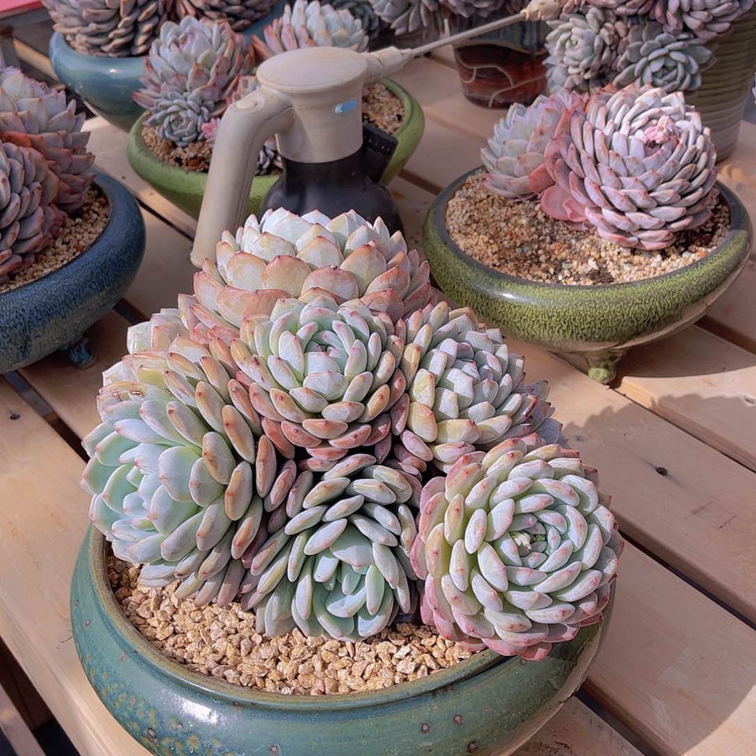 ㊗️**多肉橙子不带盆栋