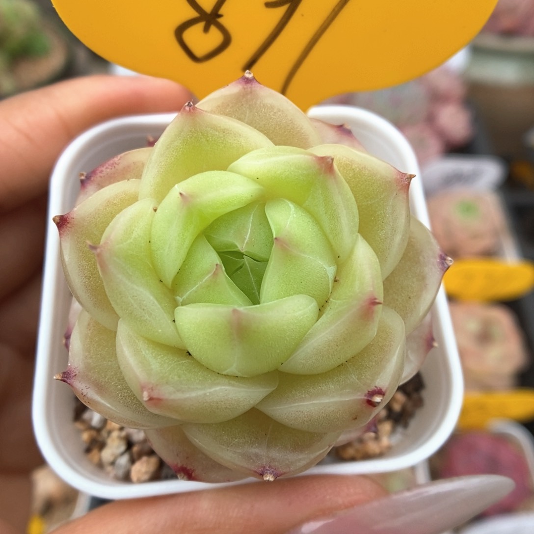 蜜蜡麦秆可拍891号。 