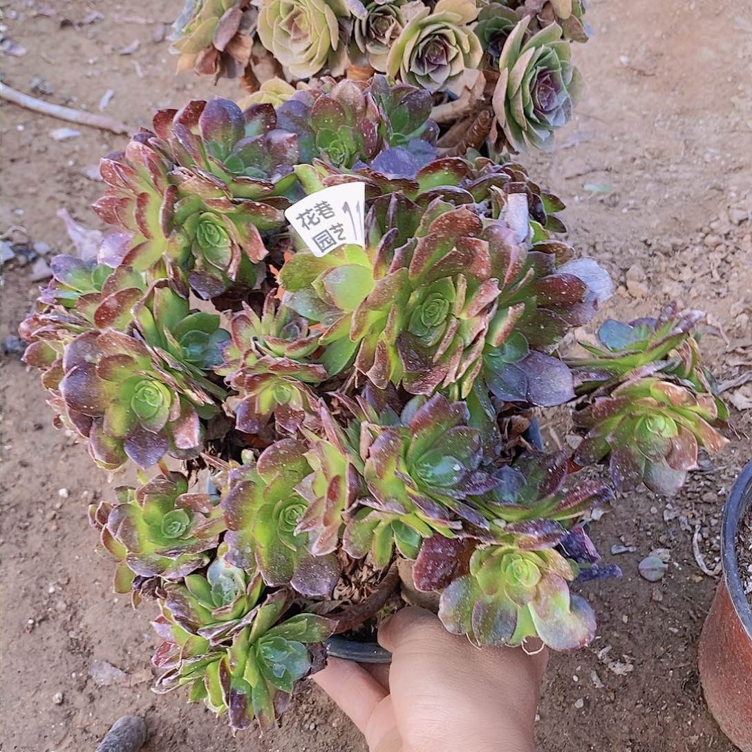 119 号一物一拍多肉植物