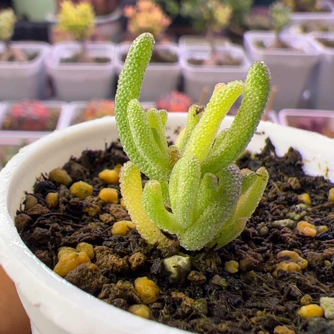 *****多肉植物枝干不知名