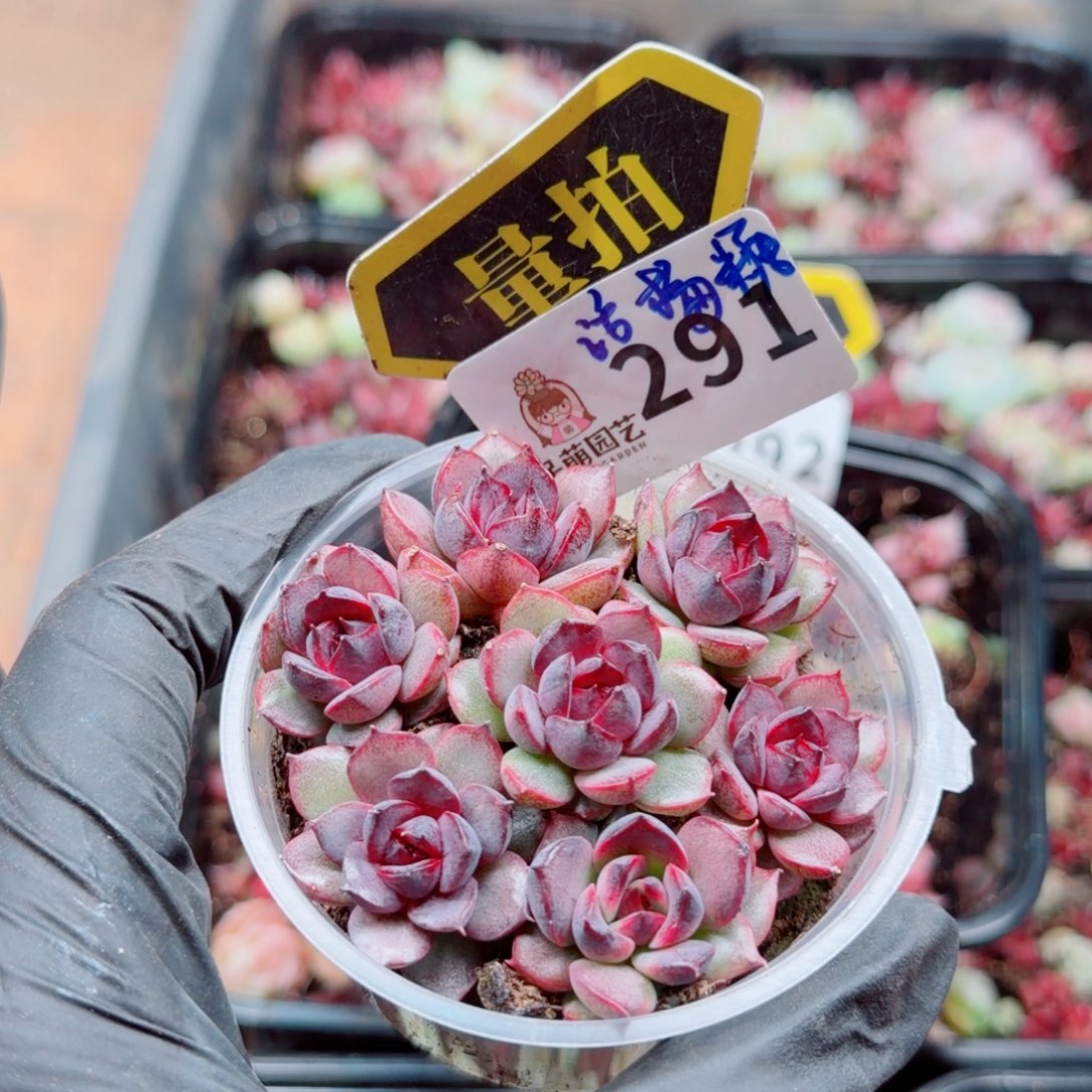 多肉植物多肉植物
