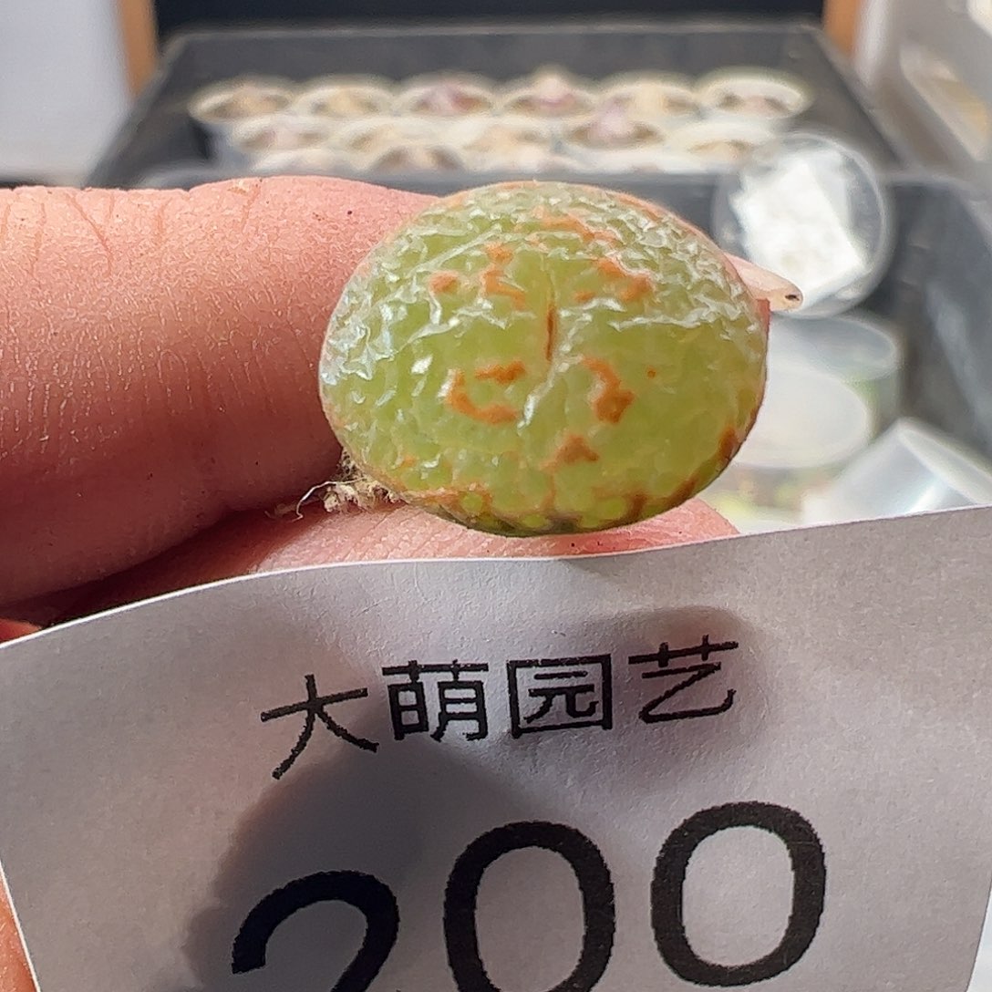 一物一拍。      200