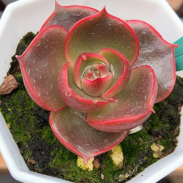 多肉植物红灯1537