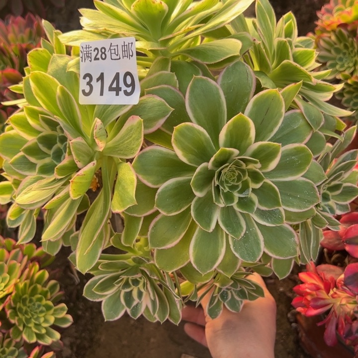 3149玫瑰锦多肉植物