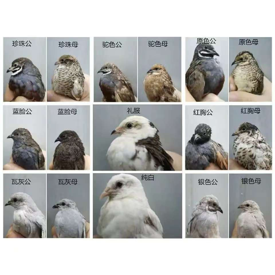 阿南网红芦丁鸡普通色系青年鸡