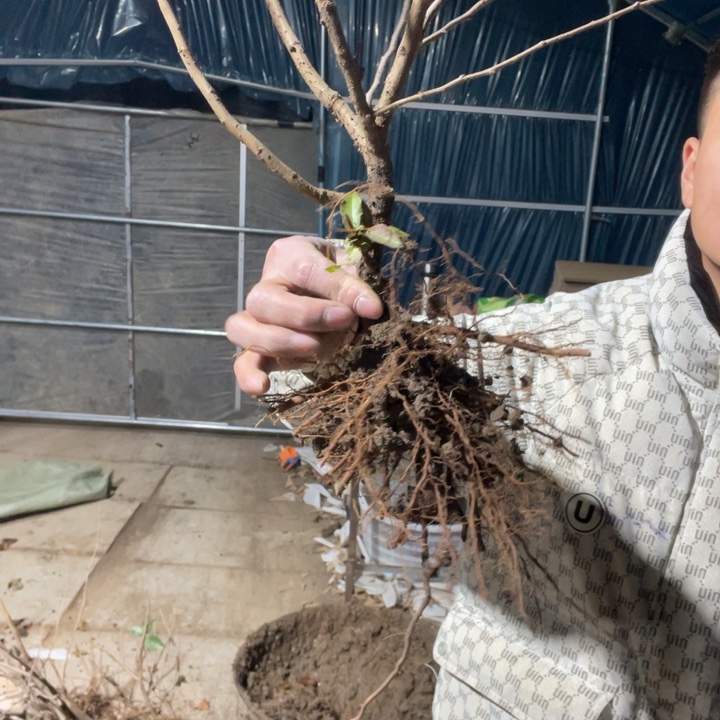 十二一重海棠花一颗