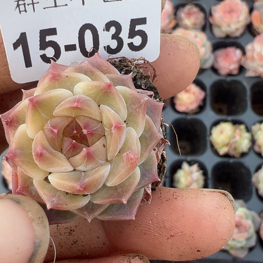 大*丽小卡拉米糖心一物一拍15-35