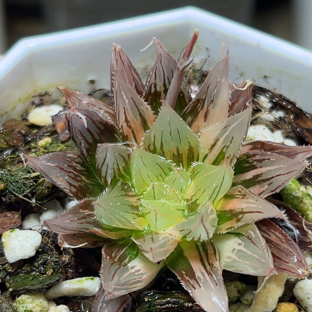 恭喜发财大吉大利0253