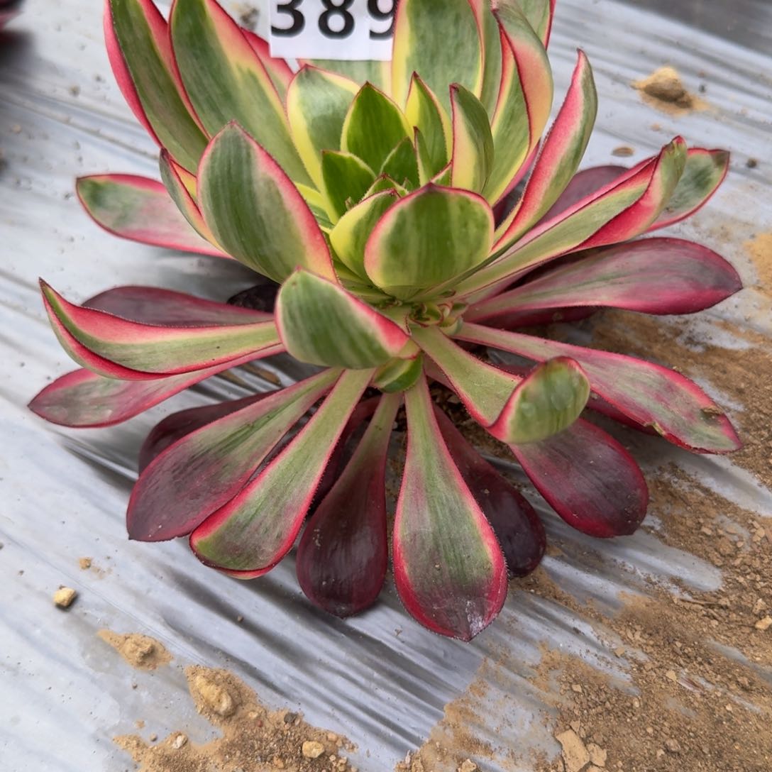 389烈焰。多肉植物