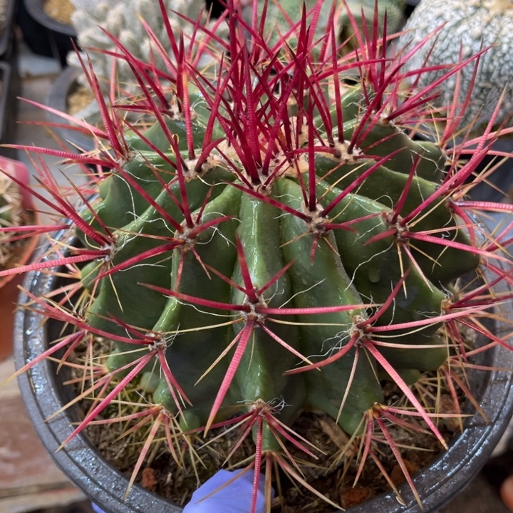 红虎实生1棵14厘米