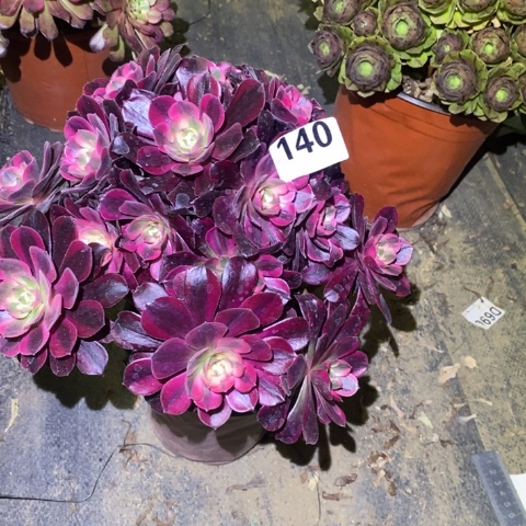 美杜莎多肉植物法师不包损