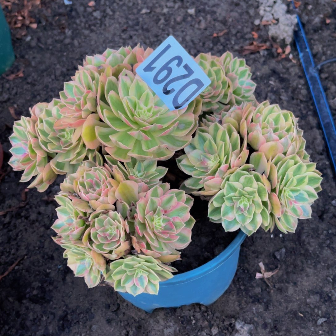 火龙果16////35包邮