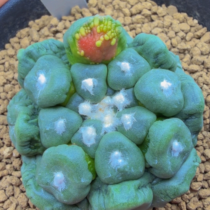 龟甲型彩色怒悟空