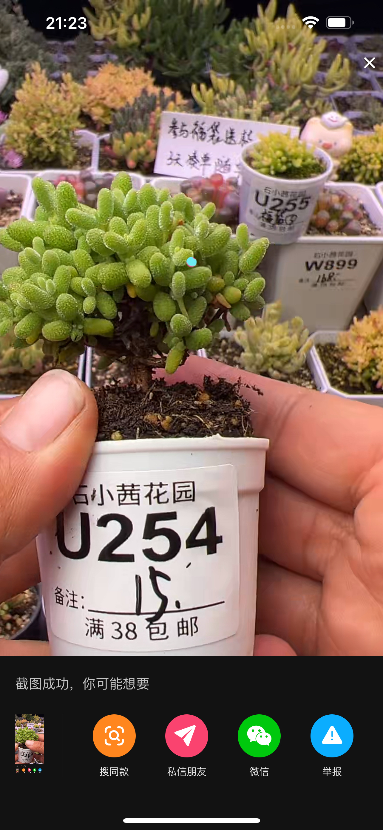 金桔-多肉植物枝干番杏