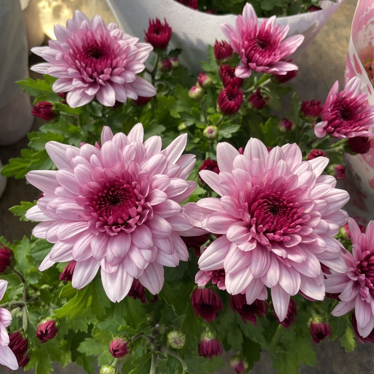 带花苞粉色四季荷兰菊发货菊盆栽四季开花耐寒耐热室内外阳台花卉