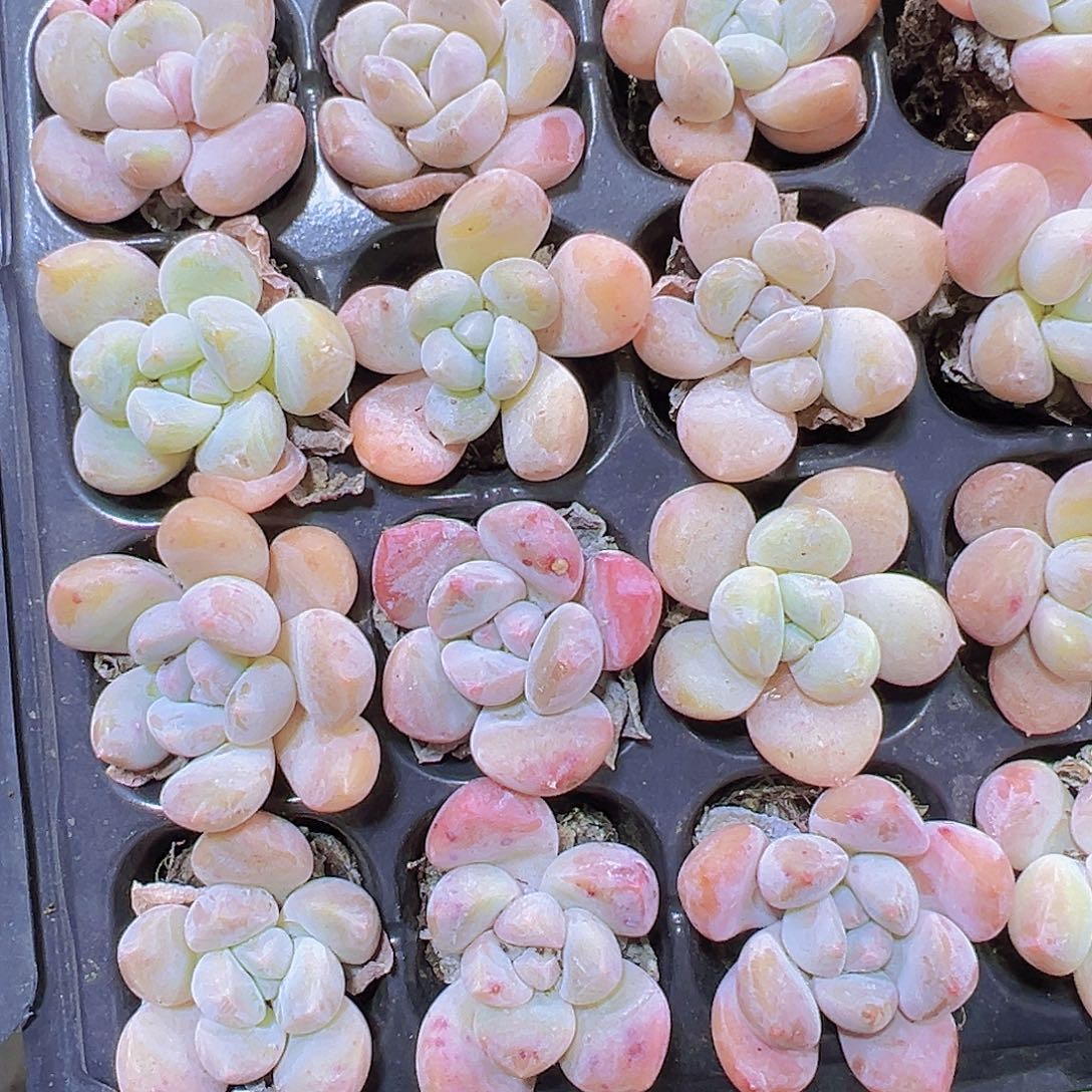 珍妮奶3个19包邮多肉