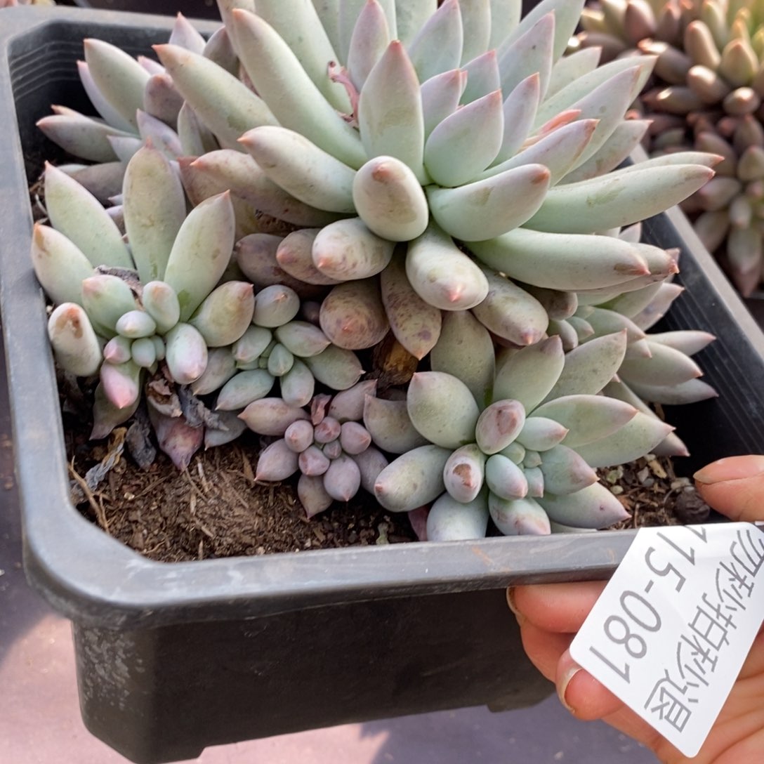 两单包邮1115-81所罗门