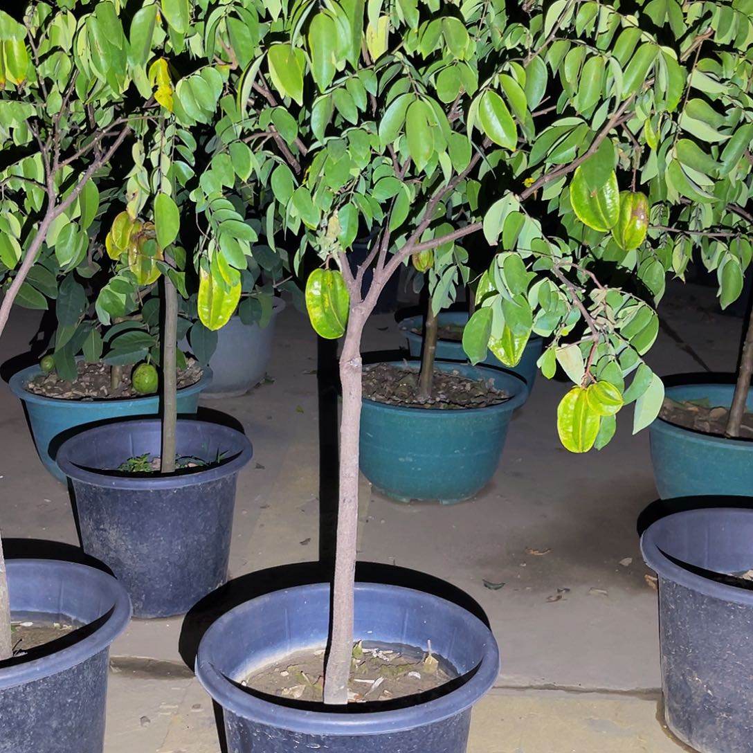 等***待完全开放果树果树11111