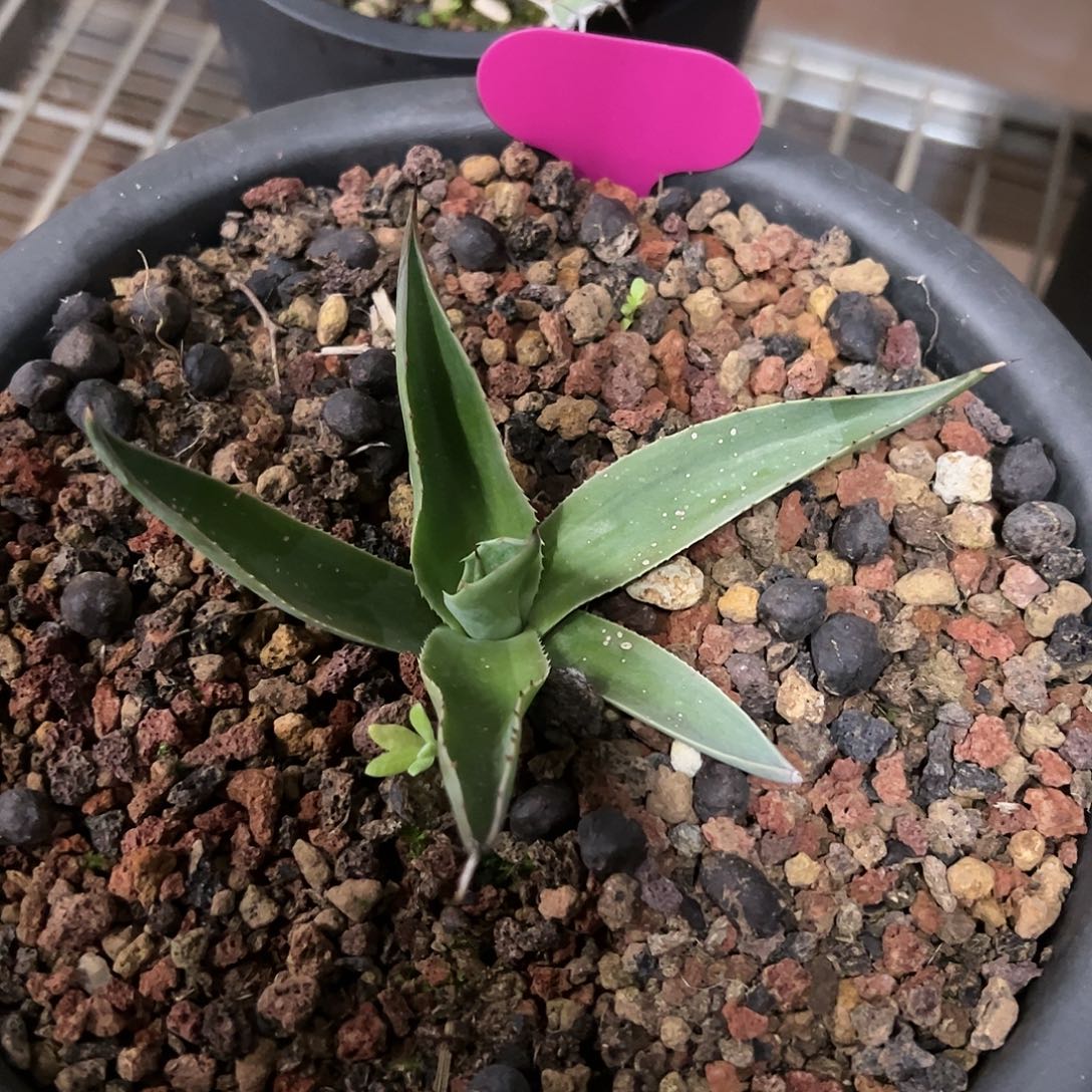 无花朵多肉植物西瓜鲸龙舌兰