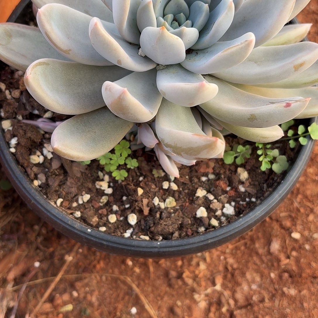 多肉植物美人系杂单头