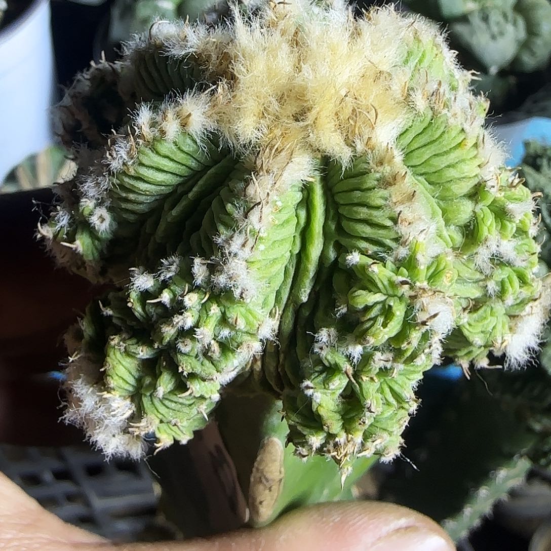 老花龙338仙人球开花