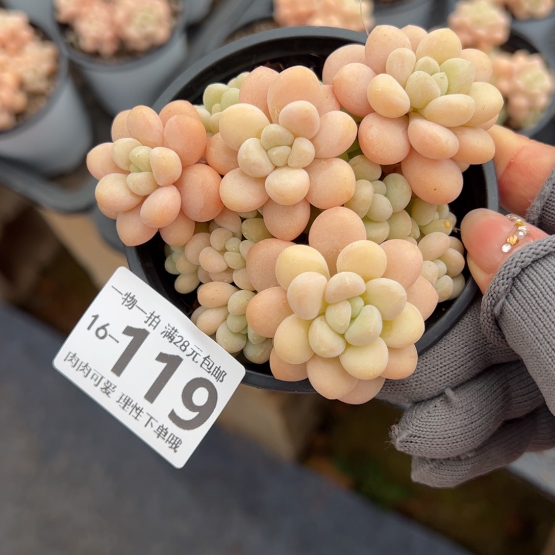 洛可可多肉多肉多肉多肉