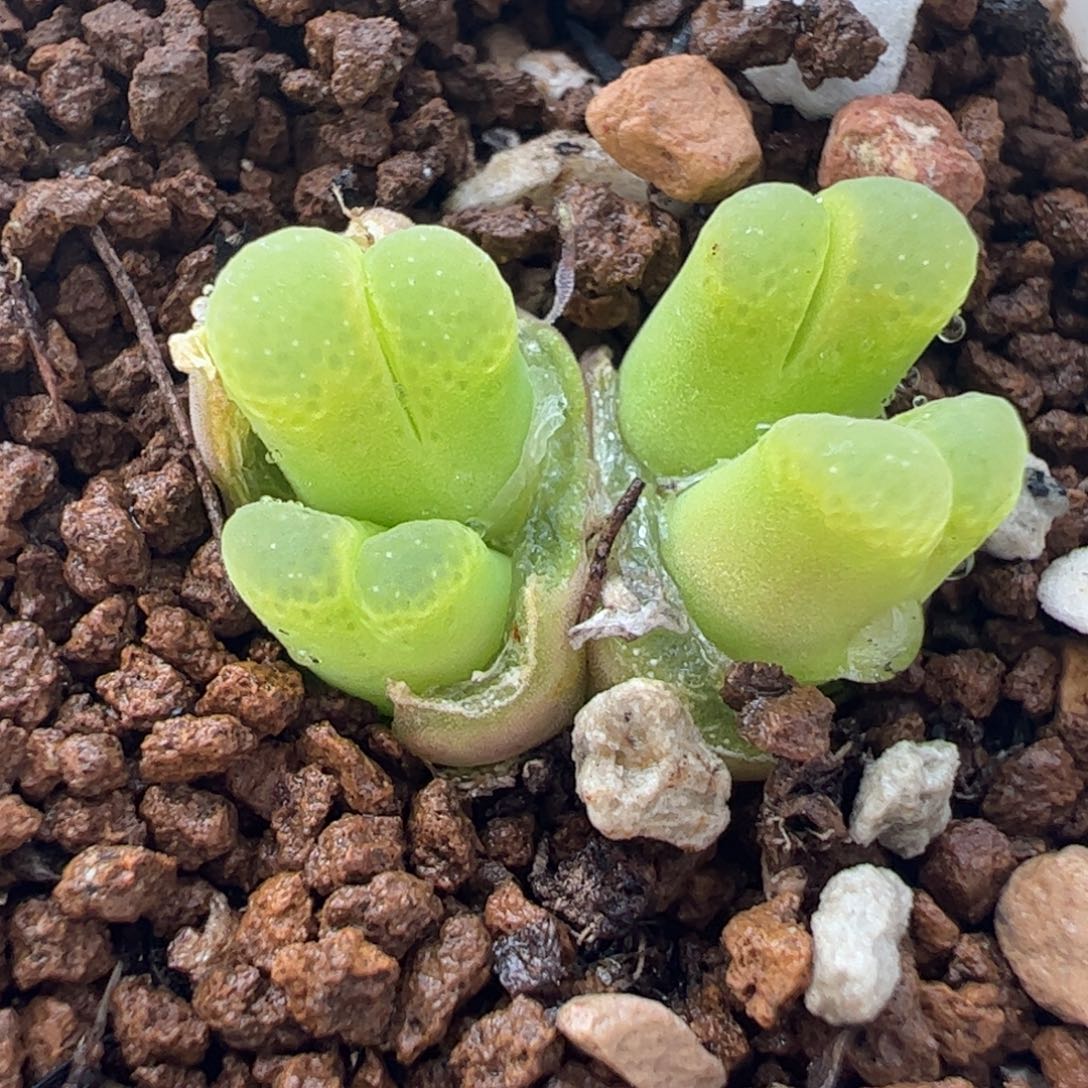 052多肉植物百科
