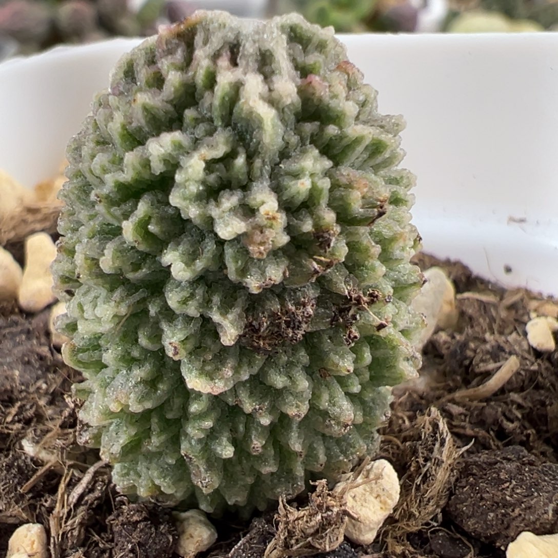 实生新品大苗多肉植物水泡