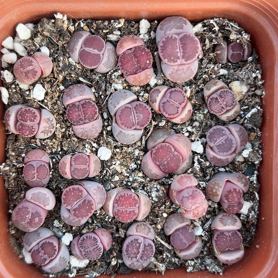 紫里带盆土发货111111