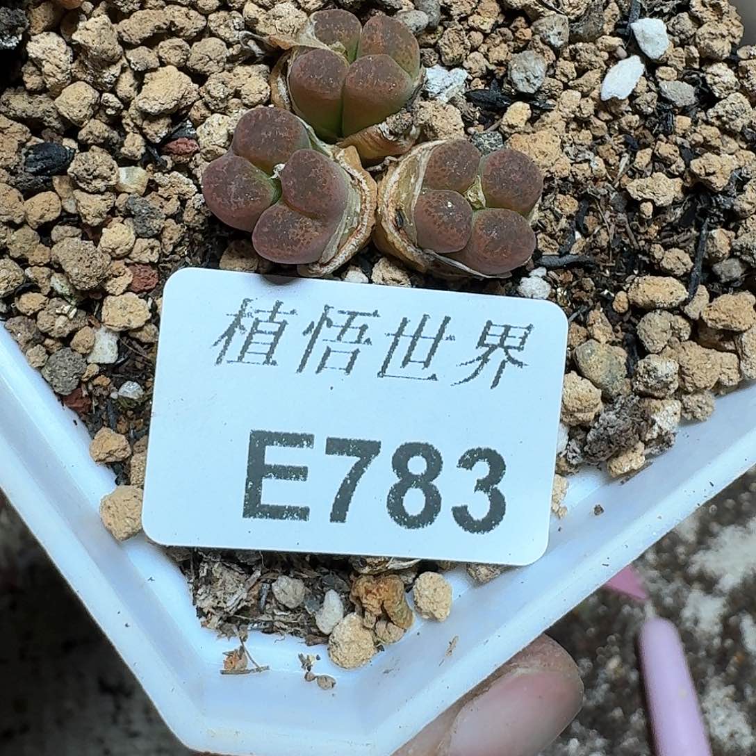 783号多肉植物哇f c