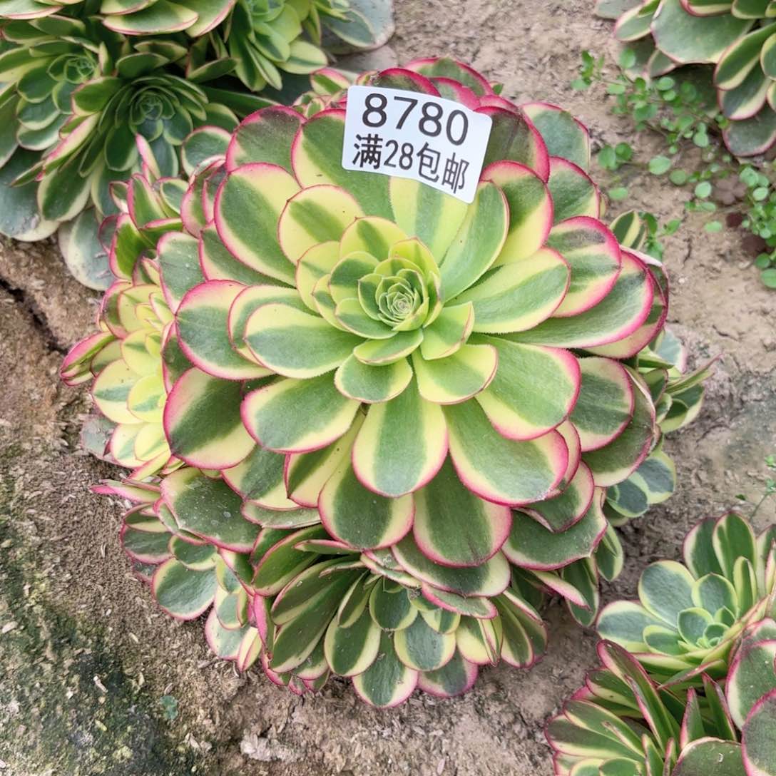 K. 8780万奶白多肉