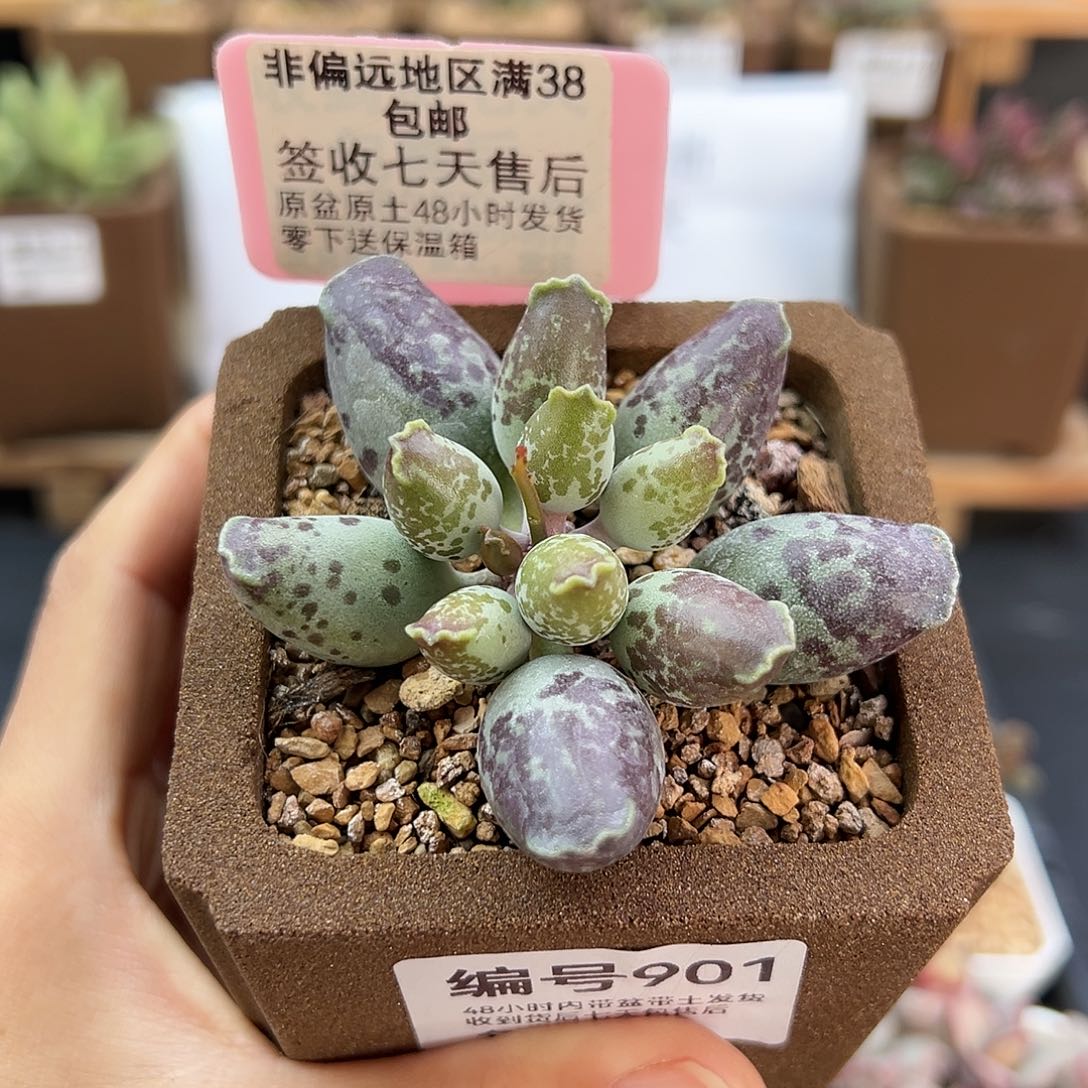 901紫肌海豹多肉二代