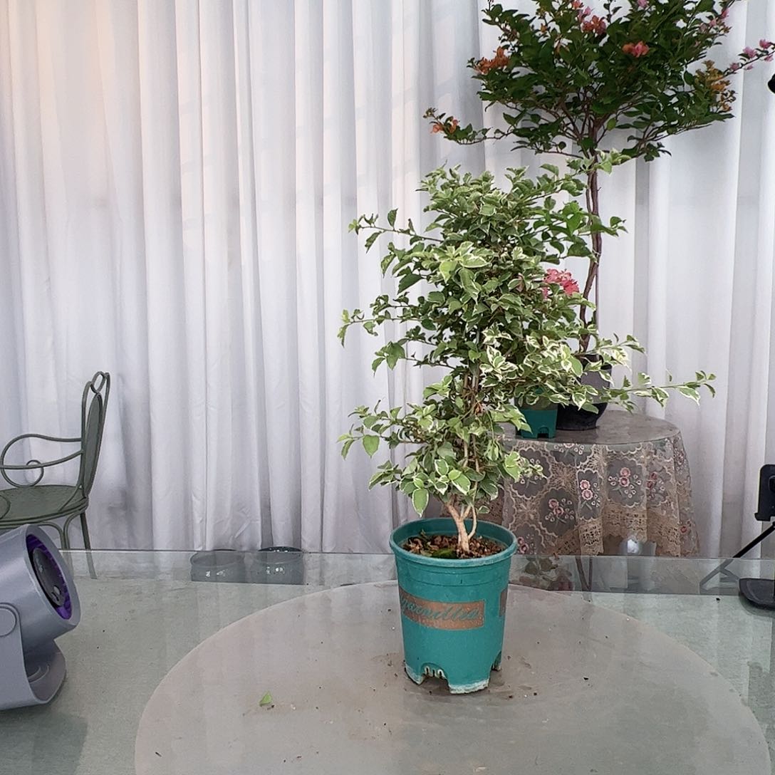 当前无花栽培后可以开花少女心一颗