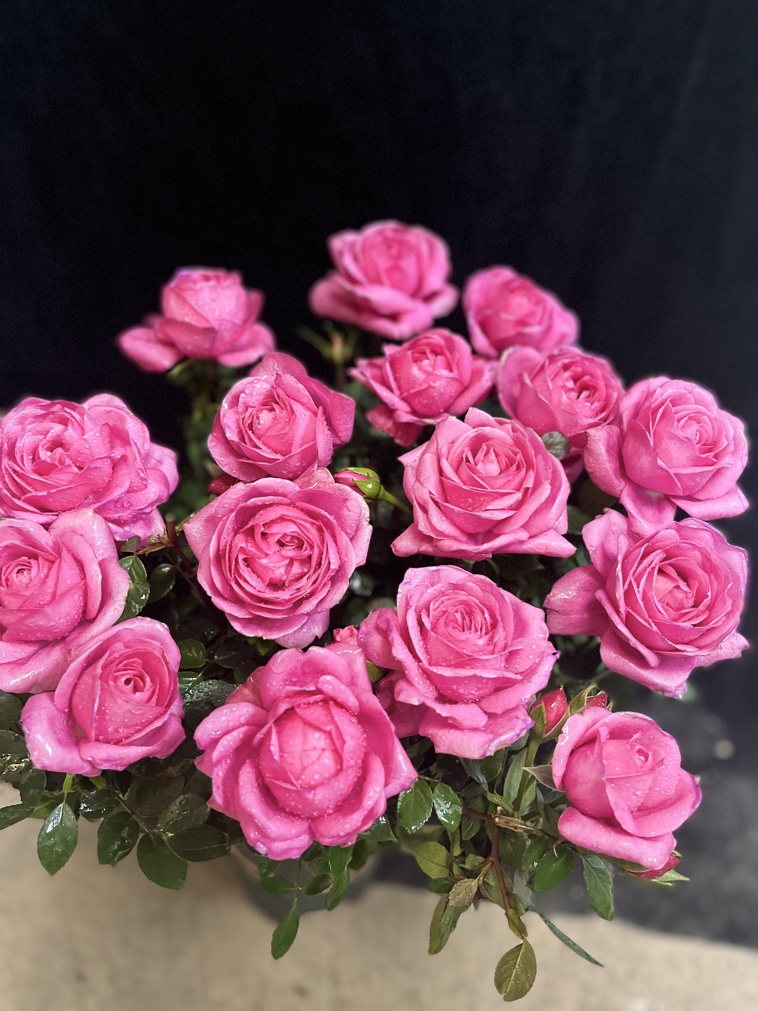 【淑女】 庭院阳台盆栽花卉 多季节重复性开花 好养